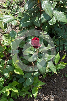 Half-opened carmine bud of garden rose