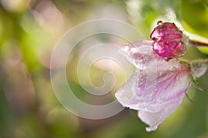 Half opened flower buds of apple tree on a green background in springtime. Stock Photo