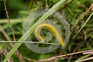 A half opened grass frond