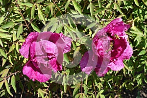 Half-opened magenta colored flowers of tree peony in April