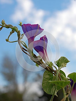 Half opened Morning Glory blooms and vine reaching for the early morning sky