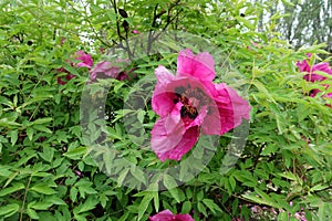 Half opened pink flower of tree peony photo