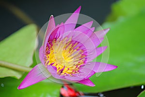 Half-opened pink and yellow waterlily flower in a pond, soft background
