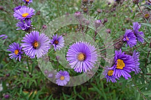 Half-opened purple flowers of New England aster in September photo