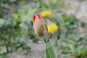 Half-opened Tulip with pale red petals on the outside.