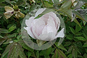 Half-opened white flower in the leafage of purple leaved tree peony in May