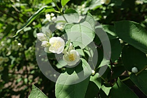 Half-opened white flowers of Philadelphus coronarius in May