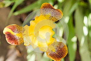 Half-opened yellow iris flower close-up