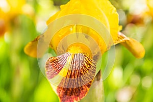Half-opened yellow iris flower close-up