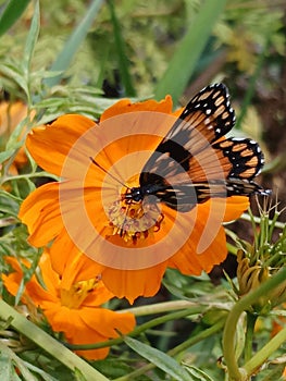 Half Orange brown butterfly cosmos flower