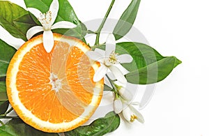 Half Orange Fruit with leaves and blossom isolated on white back