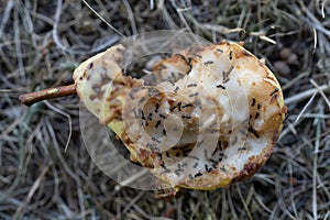 Half a pear lies on the ground and is full of small ants The ants are crawling over the pear and collecting foo.d