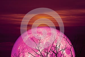 half pink moon back on silhouette branche tree in night sky