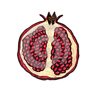 Half of pomegranate hand drawn sketch isolated on a white background. Botanical design element