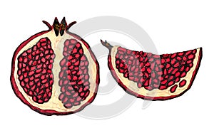 Half of pomegranate hand drawn sketch isolated on a white background. Botanical design element