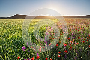 Half poppies meadow and green wheat landscape