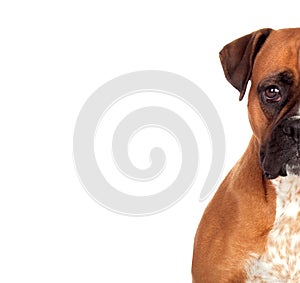 Half portrait of a brown boxer looking at camera