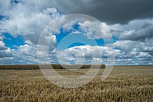 Half-reaped wheat field in a rural area under the cloudy sky