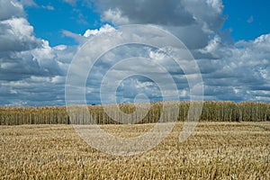 Half-reaped wheat field in a rural area under the cloudy sky