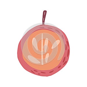 Half red apple with twig and without leaf isolated on white background. Apple with seeds hand drawn in doodle style