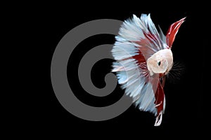 Half red and blue Betta Siamese fighting fish, Betta splendens Pla-kad  biting fish  of Thailand, swimming motion on black