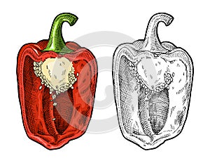 Half red sweet bell pepper. Vintage hatching vector illustration.