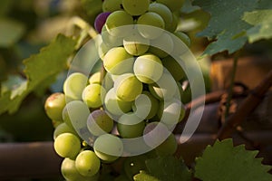 Half ripe grapes