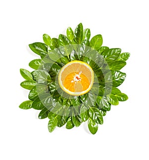 Half of a ripe orange on a background of leaves of a Beresket plant, isolated on white background