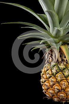 Half Ripe pineapple with green leave.