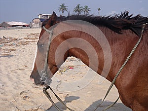 Half of a Saddled Big Brown Horse