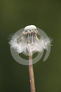 Half seeded dandelion