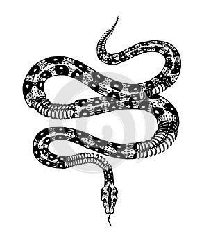 Half-skeleton of a milk snake in Vintage style. Serpent cobra or python or poisonous viper. Engraved hand drawn old
