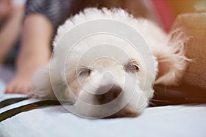 Half sleeping white poodle dog