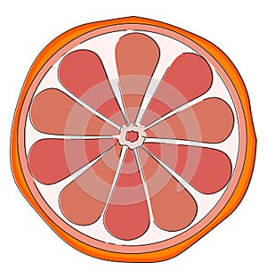 Half sliced grapefruit, vector or color illustration