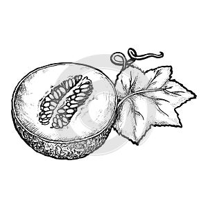 Half sliced melon with leaf. Vector fruit sketch