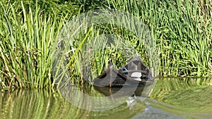 Half submerged fishermens boat in Danube delta