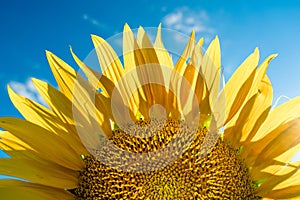 Half of a sunflower flower against a blue sky. The sun shines through the yellow petals. Agricultural cultivation of