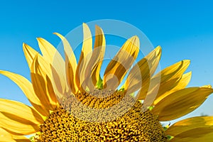 Half of a sunflower flower against a blue sky. The sun shines through the yellow petals. Agricultural cultivation of