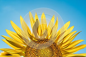 Half of a sunflower flower against a blue sky. The sun shines through the yellow petals. Agricultural cultivation of