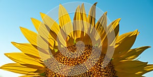 Half of a sunflower flower against a blue sky. The sun shines through the yellow petals. Agricultural cultivation of