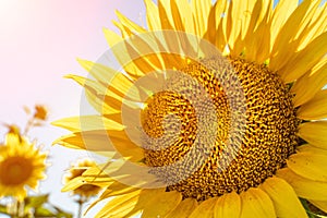 Half of a sunflower flower against a blue sky. The sun shines through the yellow petals. Agricultural cultivation of