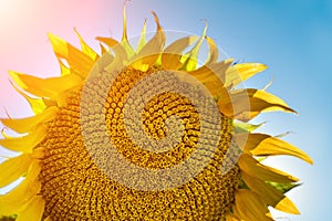 Half of a sunflower flower against a blue sky. The sun shines through the yellow petals. Agricultural cultivation of