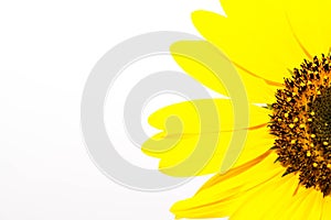 Half sunflower Helianthus Annuus isolated on white background