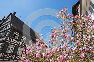 Half-timbered facade with magnolia tree
