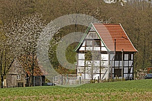 Half-timbered house with cherry blossom in April in Holperdorp, Germany