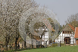 Half-timbered house with cherry blossom in April in Holperdorp, Tecklenburger Land, North Rhine-Westphalia, Germany