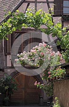 Half-timbered house with tendriled roses