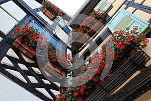 half-timbered houses and geraniums - obernai - france