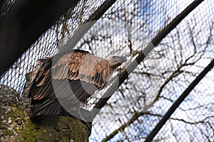 Half-turned wild Eurasian griffon vulture with the strongwings and white head in front of the the metal cage