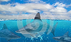 Half underwater photo of tropical paradise with a group of big sharks in Pacific ocean